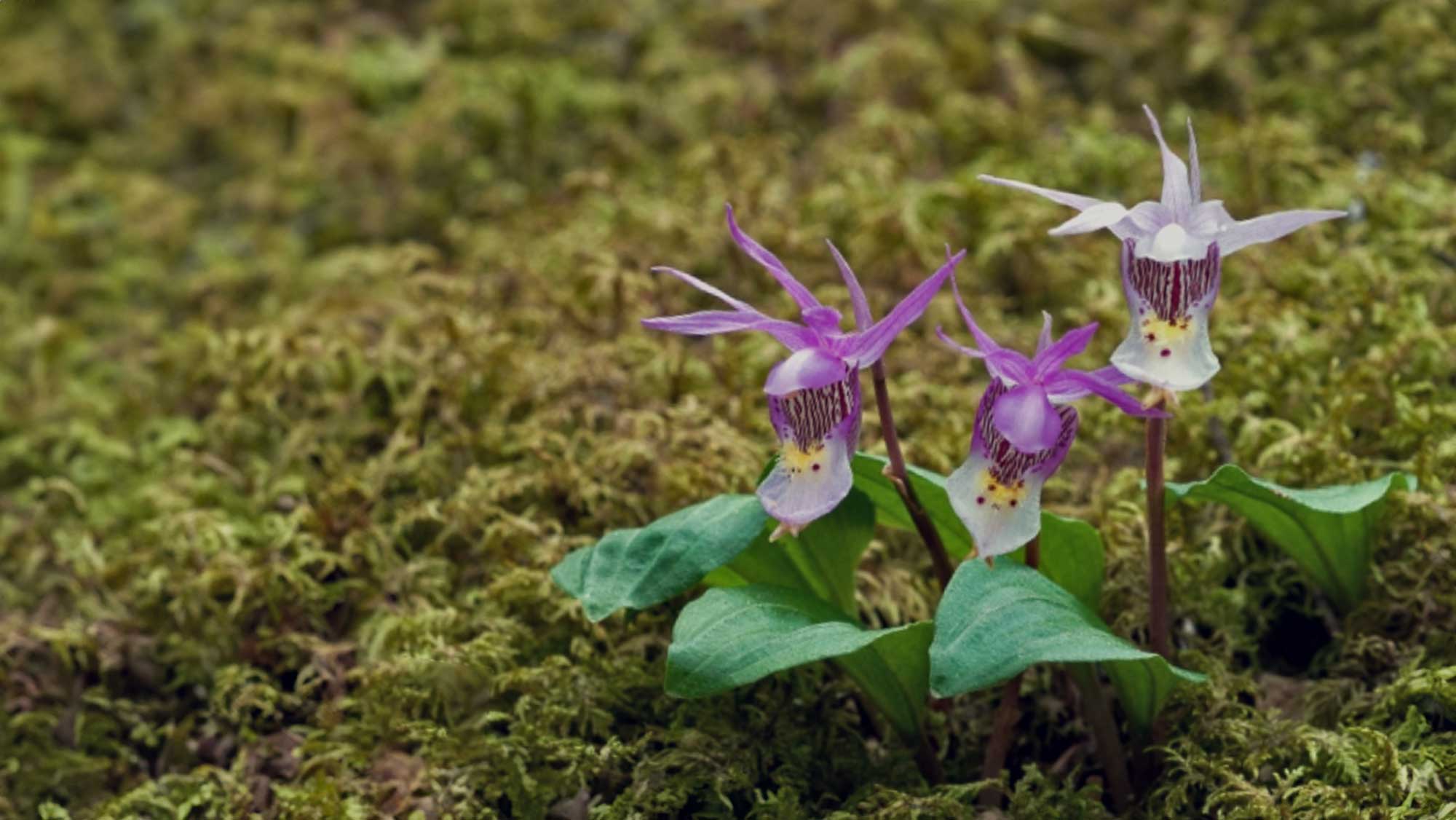 Wild Orchid | Sacred Weaving