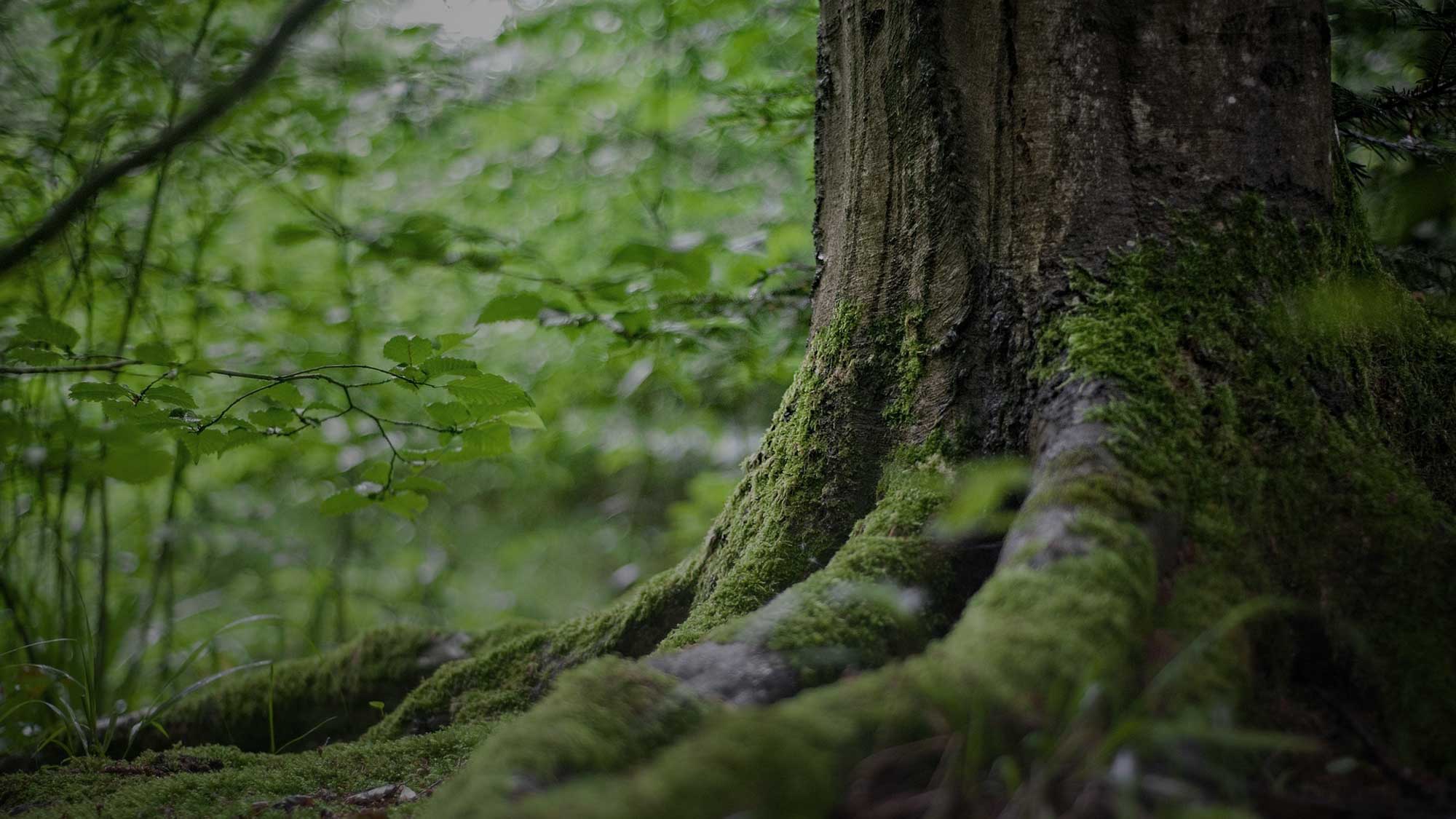 Tree Roots | Sacred Weaving